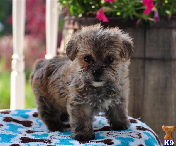 Mixed Breed Puppy for Sale: Alex / Yorkie-Chon 9 Years old