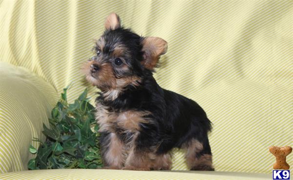 yorkshire terrier puppy posted by prettypups1234