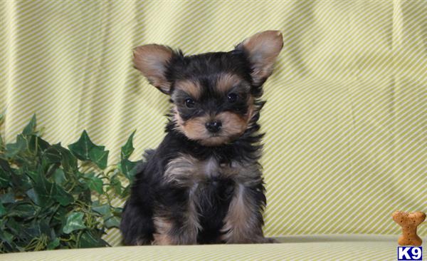 yorkshire terrier puppy posted by prettypups1234