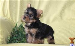yorkshire terrier puppy posted by prettypups1234