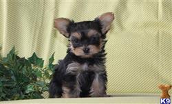 yorkshire terrier puppy posted by prettypups1234