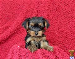 yorkshire terrier puppy posted by prettypups1234