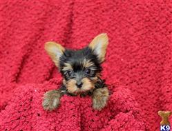 yorkshire terrier puppy posted by prettypups1234