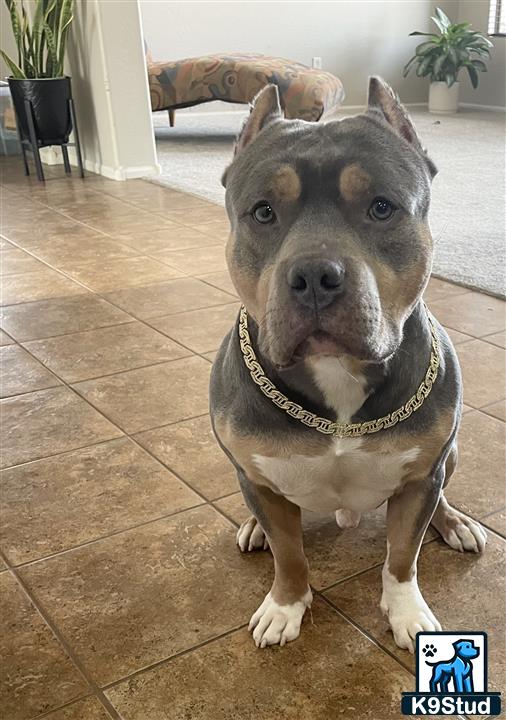 a american bully dog sitting on a tile floor
