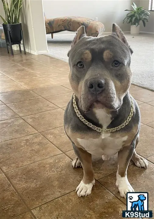American Bully stud dog: a american bully dog sitting on a tile floor