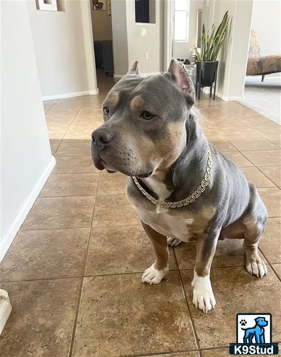 American Bully stud dog: a american bully dog sitting on a tile floor