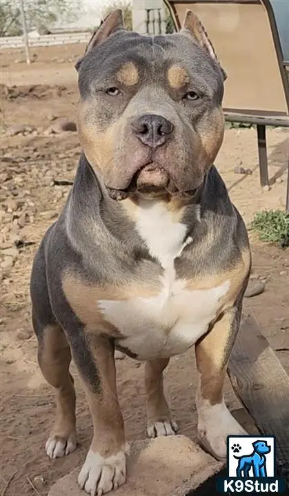 American Bully stud dog: a american bully dog sitting on a rock