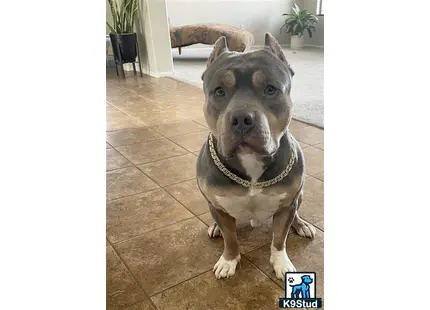 American Bully stud dog: a american bully dog sitting on a tile floor