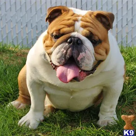 English Bulldog stud dog