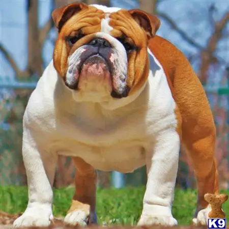 English Bulldog stud dog