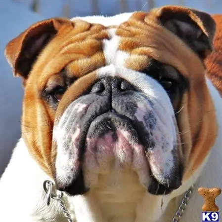 English Bulldog stud dog