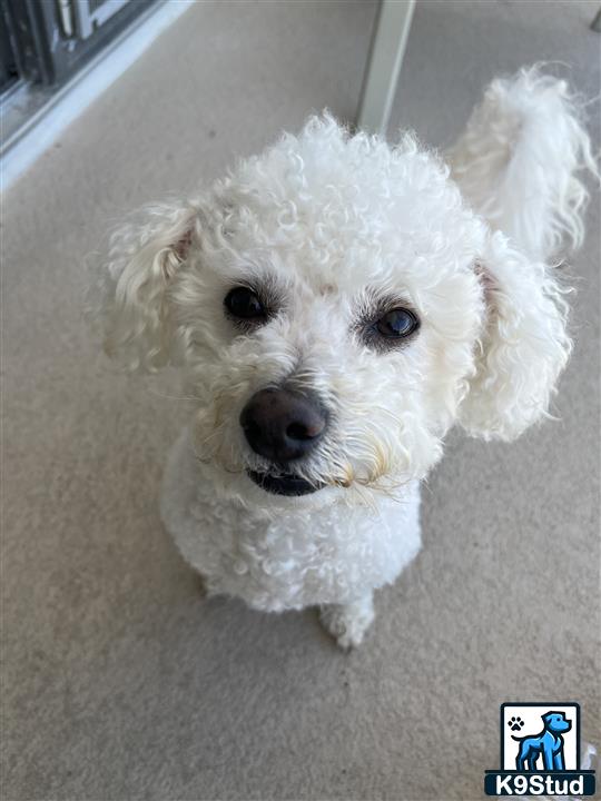 a white bichon frise dog with a fluffy tail