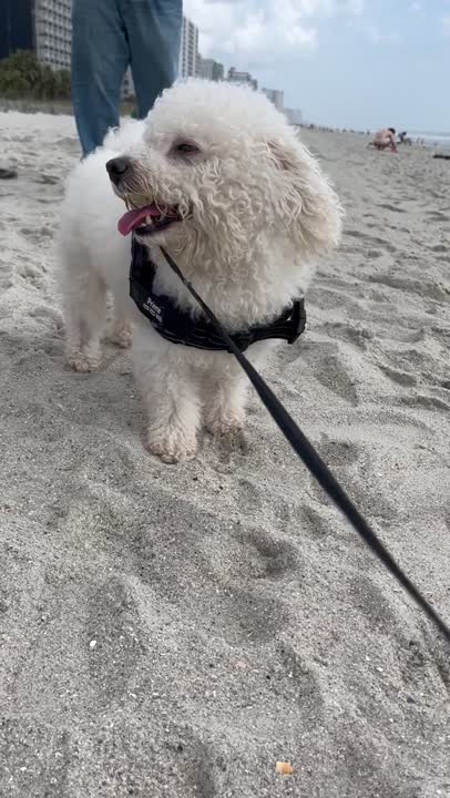 Bichon Frise stud dog: Error: Operation returned an invalid status code BadRequest<br/>Stack Trace:    at Microsoft.Azure.CognitiveServices.Vision.ComputerVision.ComputerVisionClient.<DescribeImageInStreamWithHttpMessagesAsync>d__41.MoveNext()
--- End of stack t