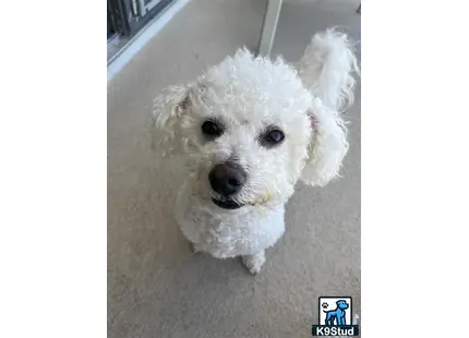 a white bichon frise dog with a fluffy tail