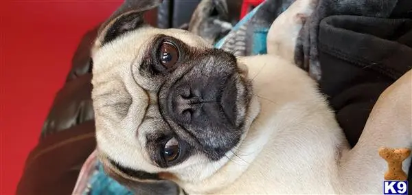 Pug female dog