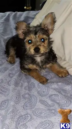 Yorkshire Terrier stud dog