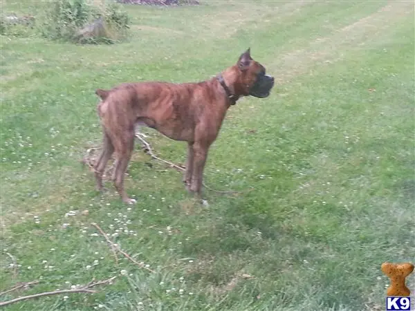 Boxer stud dog