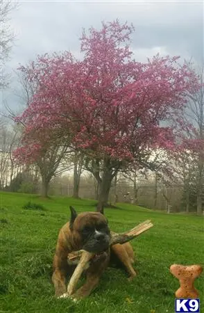 Boxer stud dog