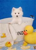 American Eskimo Dog