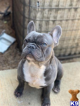 a french bulldog dog with a surprised expression