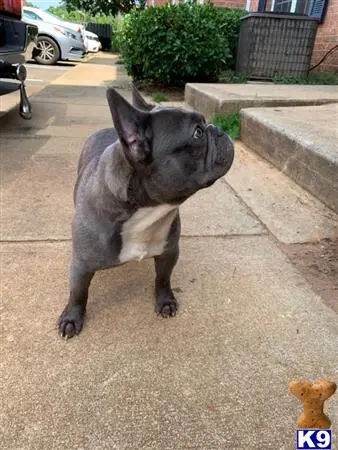 French Bulldog stud dog