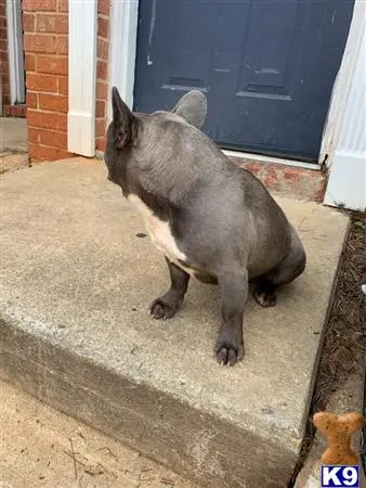 French Bulldog stud dog