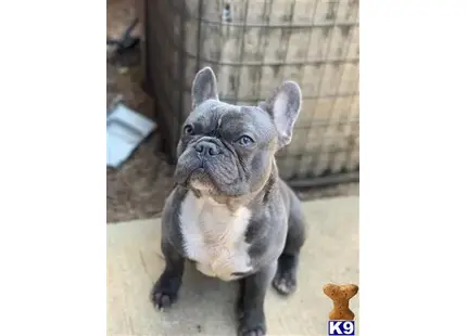 French Bulldog