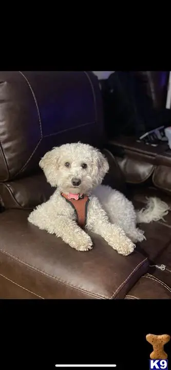 Maltipoo stud dog