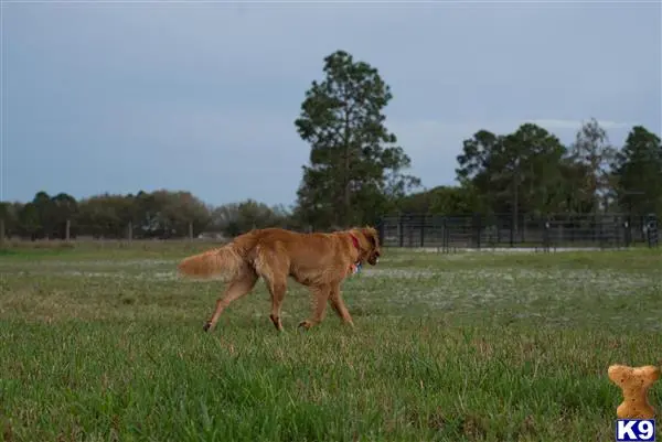 Golden Retriever female dog