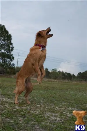 Golden Retriever female dog