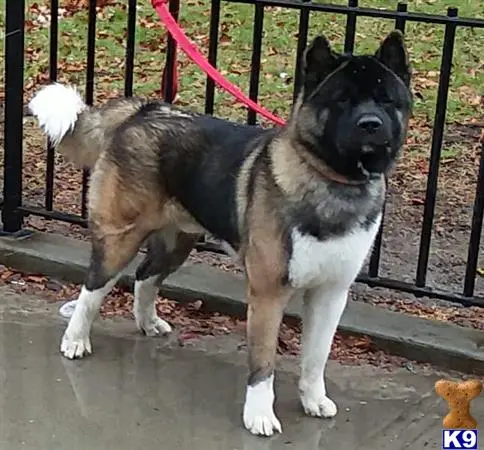 Akita stud dog