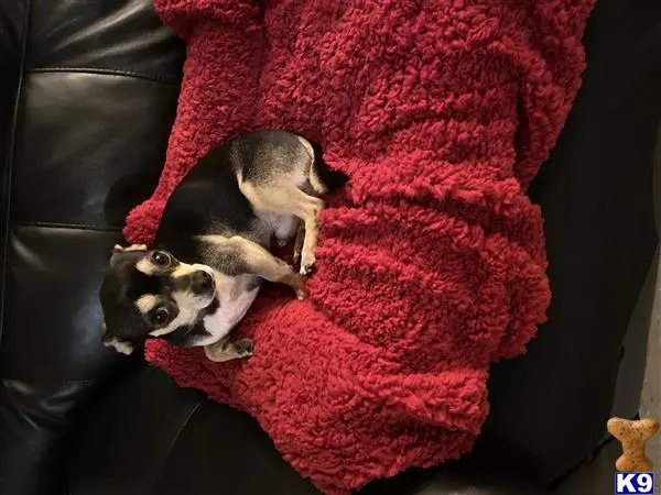 Chihuahua