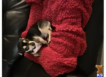 Chihuahua