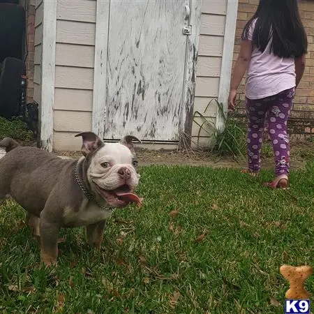 English Bulldog stud dog