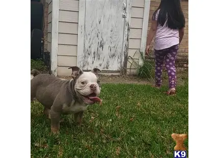 English Bulldog