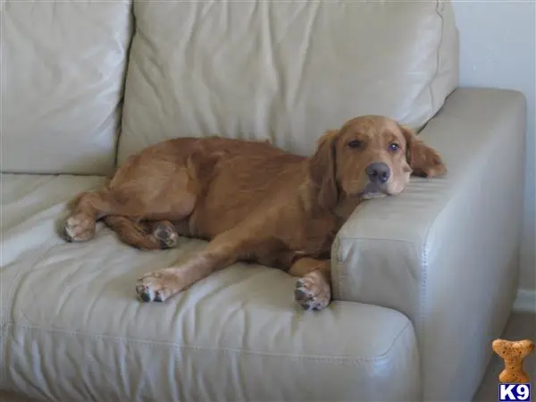 Golden Retriever stud dog