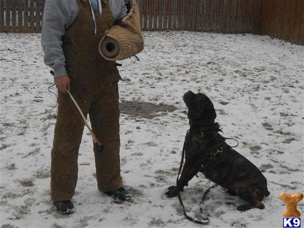 Cane Corso dog