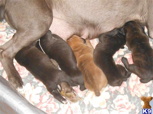 Cane Corso