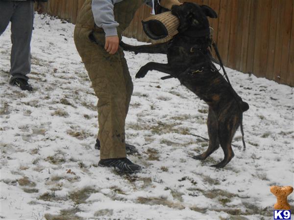 Cane Corso dog