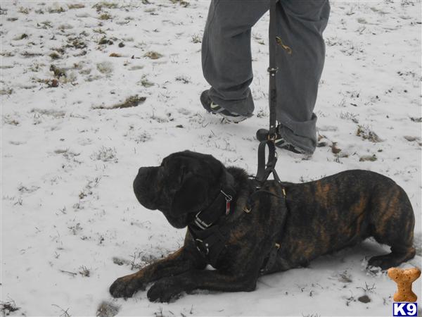 Cane Corso dog