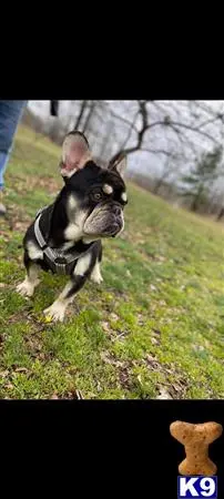 French Bulldog stud dog