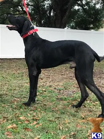 Great Dane stud dog