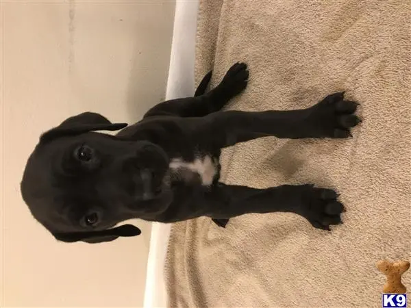 Great Dane puppy for sale