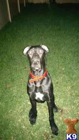 Great Dane stud dog