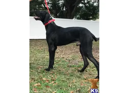 Great Dane