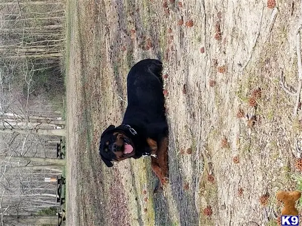 Rottweiler stud dog