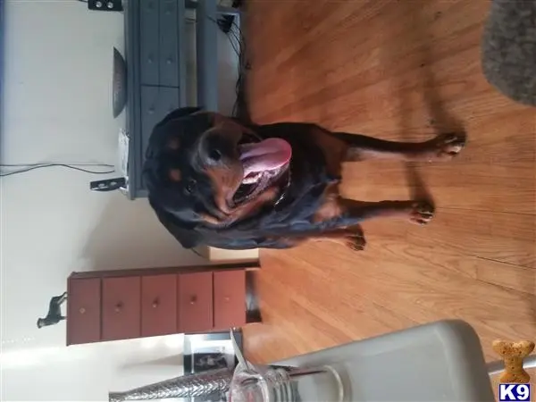 Rottweiler stud dog