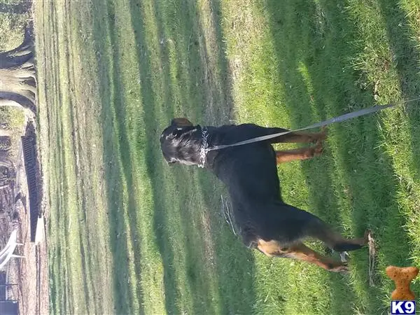 Rottweiler stud dog