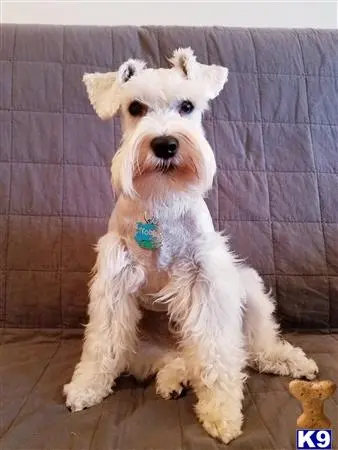 Miniature Schnauzer