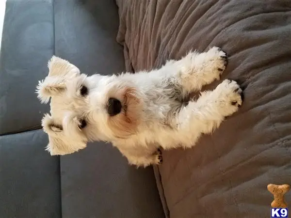 Miniature Schnauzer stud dog